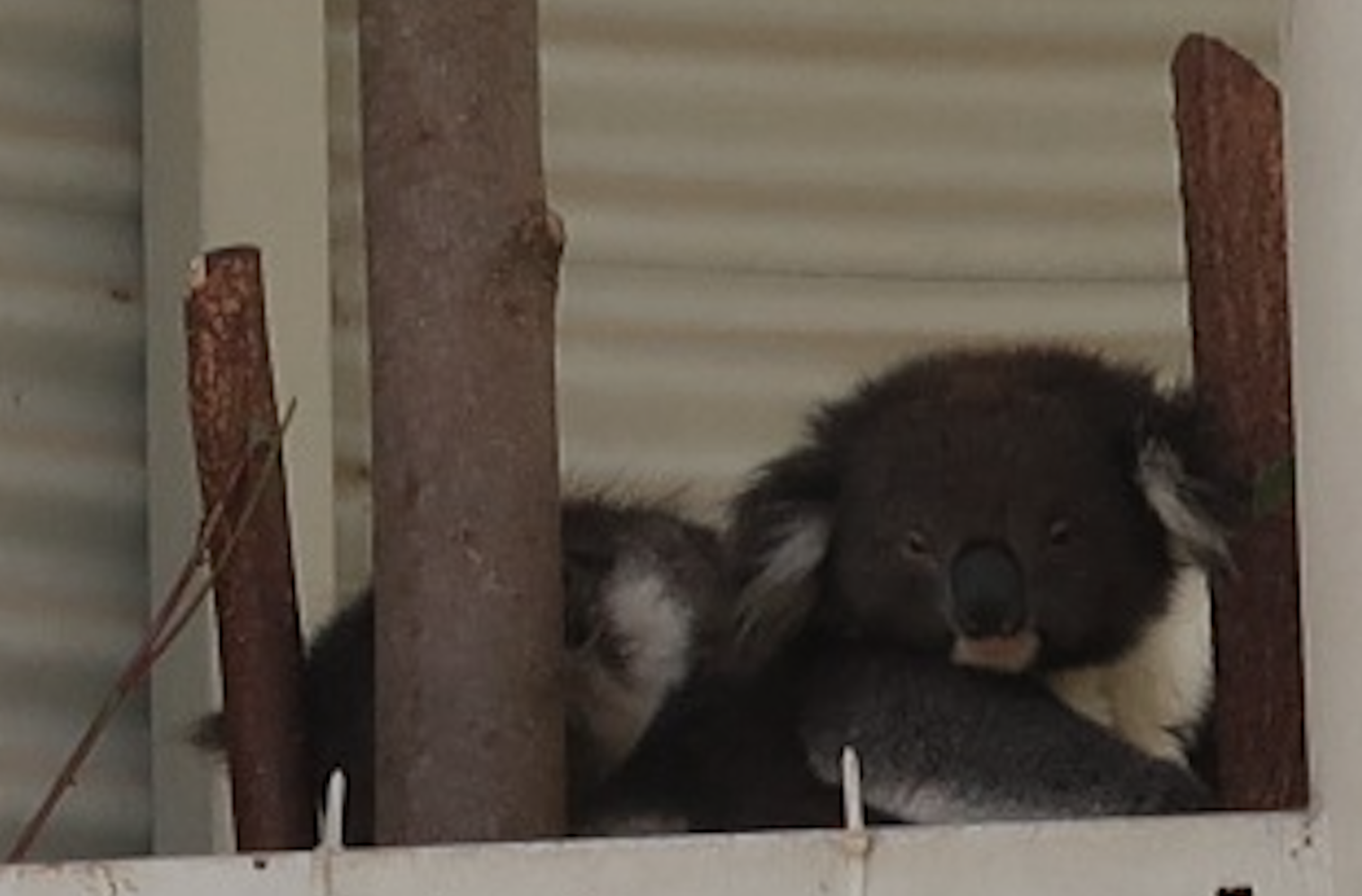 コアラの睡眠時間は18時間 22時間 どうしてそんなに寝るの 歯が黒いって本当 知れば知るほど面白いコアラの生態５選 英語 海外あれこれ